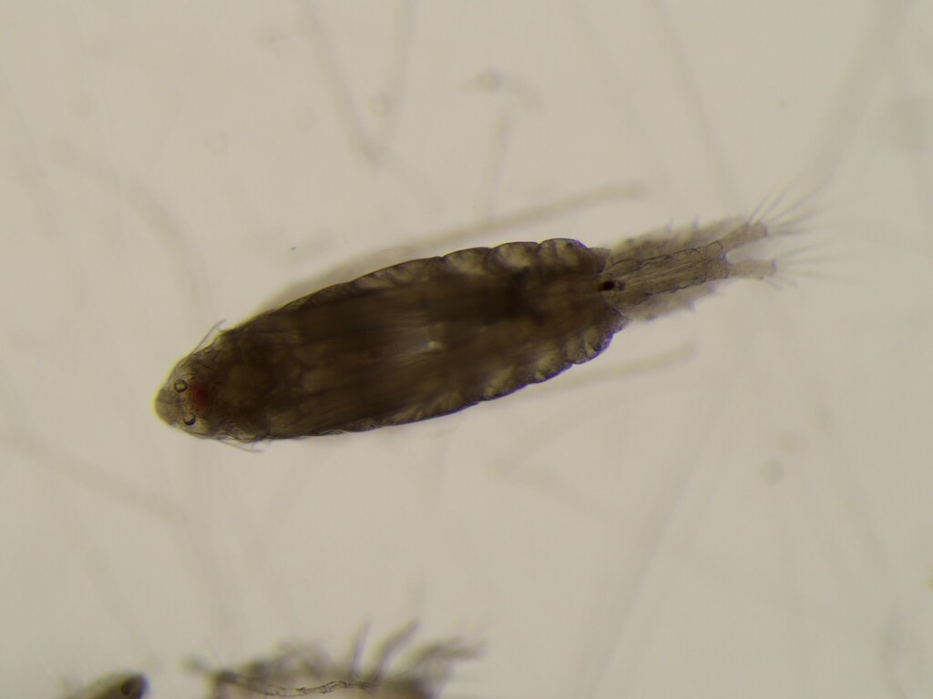 Labidocera wollastoni