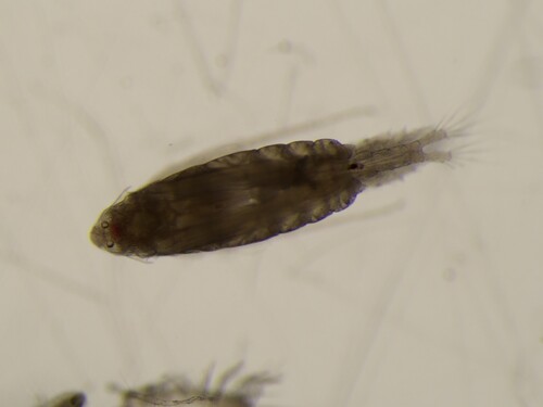 Labidocera wollastoni