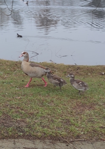 iNaturalist: (c) Anni, some rights reserved (CC BY-NC), uploaded by Anni iNaturalist image