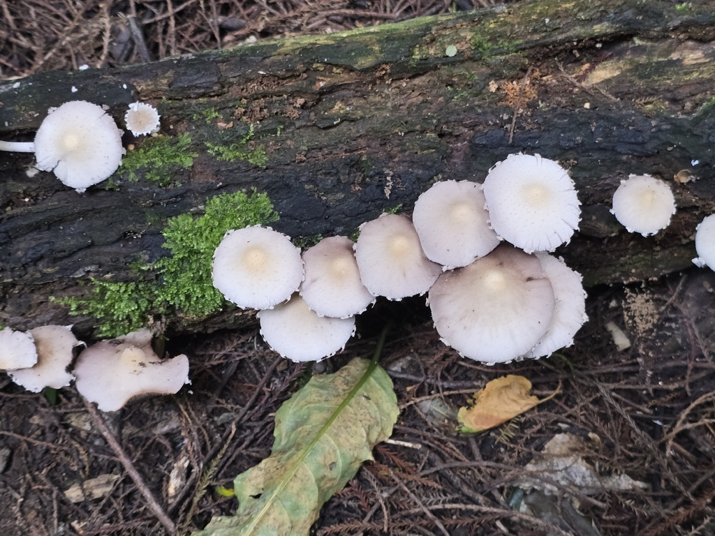 Candolleomyces candolleanus · January 2026 · photo: © xmahliax (iNaturalist, cc-by-nc)