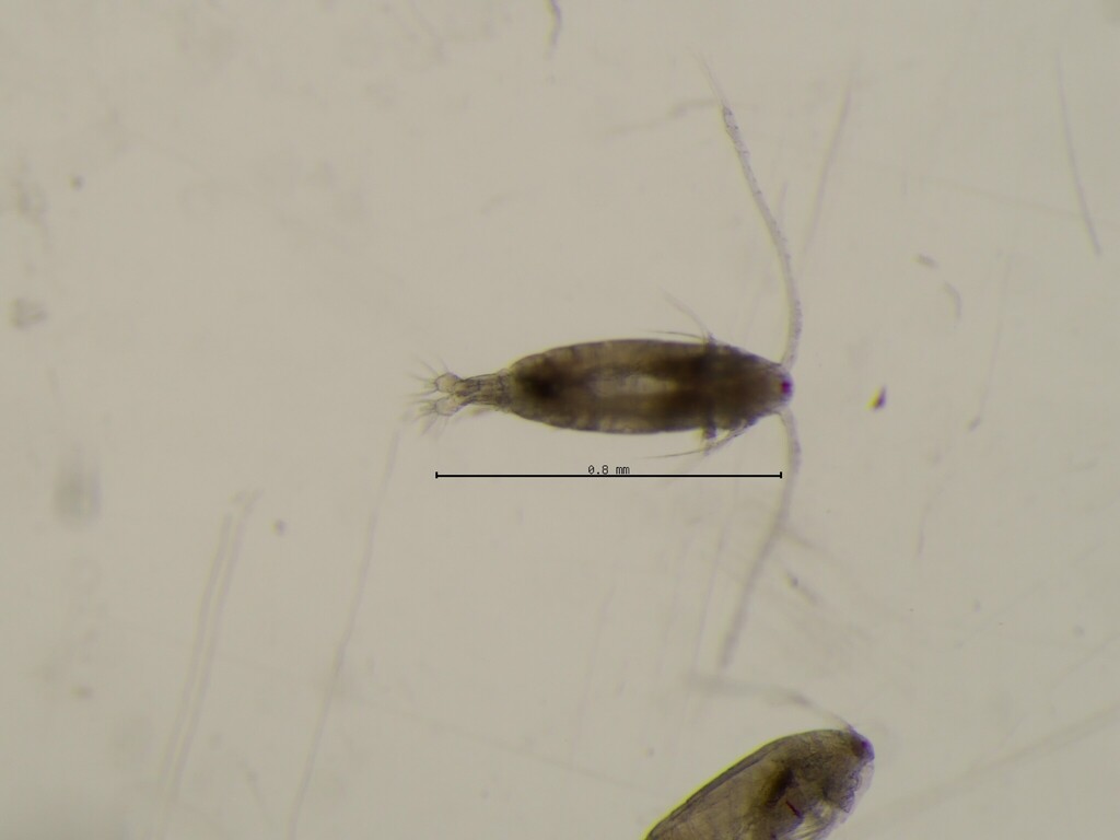 Acartia discaudata
