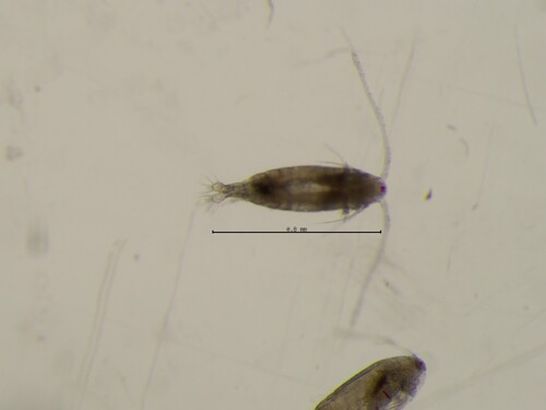 Acartia discaudata