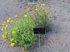Lepidophorum repandum