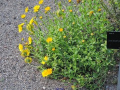 Lepidophorum repandum