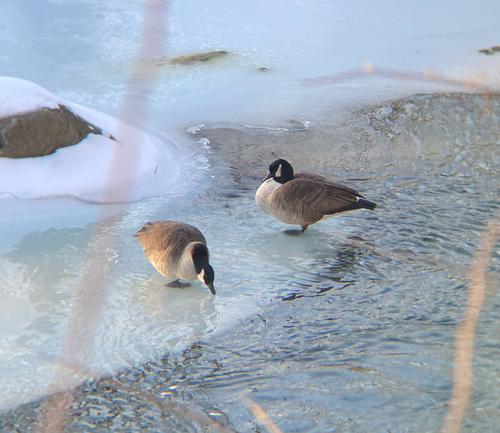 Canada Goose