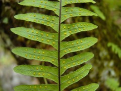 Polypodium martensii