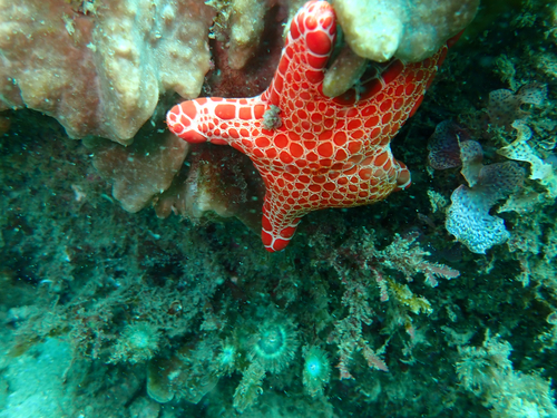 Brittle Star
