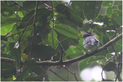 Pachyramphus albogriseus