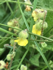 Hermannia transvaalensis