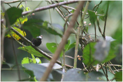 Lepidothrix isidorei