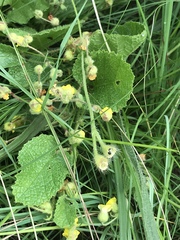 Hermannia transvaalensis