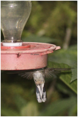 Phlogophilus hemileucurus