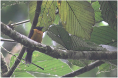 Lanio fulvus