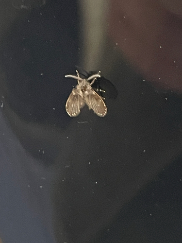 Unknown species found near Ravine Rd, Red Hook, NY, US