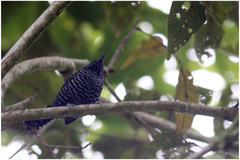 Thamnophilus tenuepunctatus