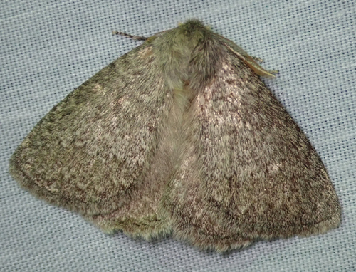 Lichenopteryx despecta C.Felder & R.Felder, 1874