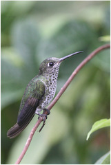 Taphrospilus hypostictus