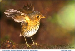 Grallaricula flavirostris