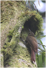 Xiphorhynchus triangularis