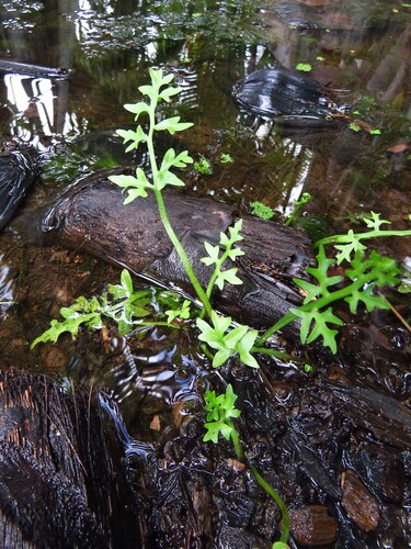 Watersprite (Ceratopteris thalictroides)