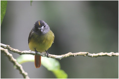 Myiotriccus ornatus