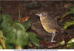 Grallaria haplonota