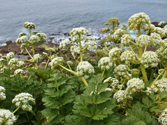 Anisotome lyallii