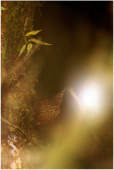 Thripadectes holostictus