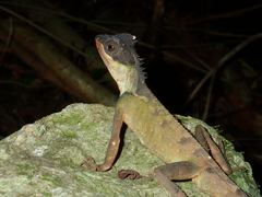 Acanthosaura lepidogaster
