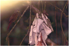 Syndactyla subalaris