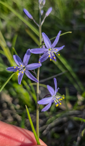 blue grass lily (Caesia calliantha)