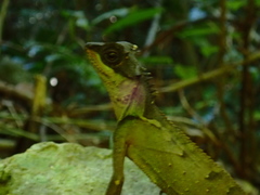 Acanthosaura lepidogaster