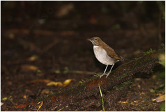 Turdus albicollis
