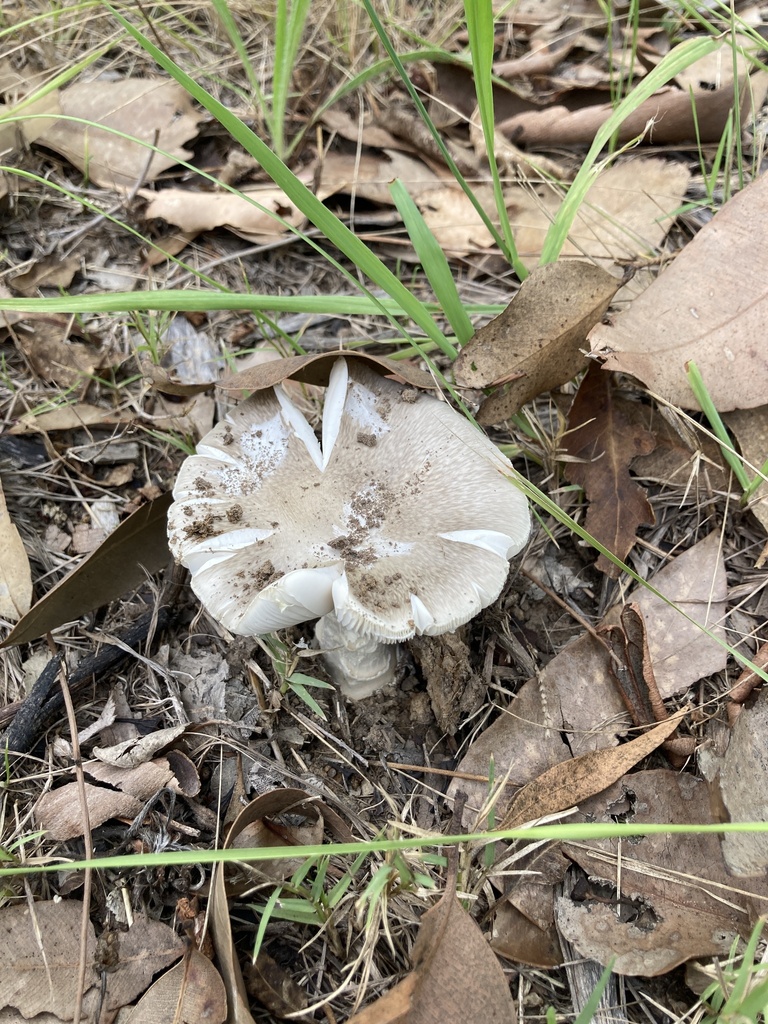 Amanita marmorata · January 2026 · photo: © laurafw81 (iNaturalist, cc-by)