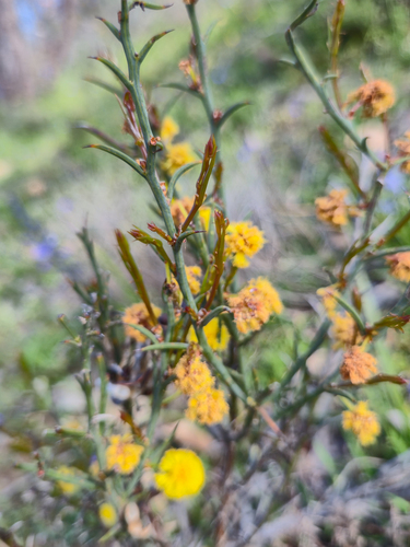Thorn Wattle (Acacia continua)