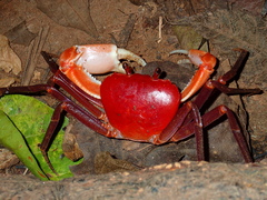 Tiwaripotamon edostilus