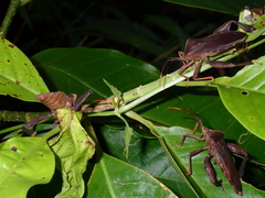 Pseudomictis distinctus