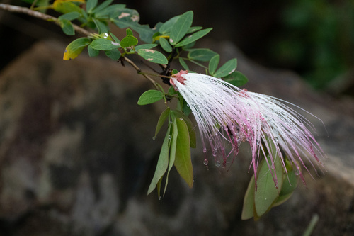 Calliandra trinervia observed 2026-01-27
