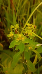 Euphorbia pterococca