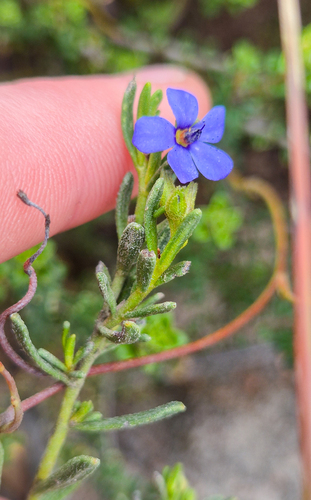 Rough Halgania (Halgania cyanea)