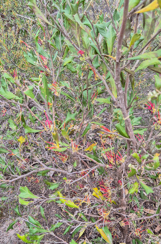 Holly Grevillea (Grevillea ilicifolia)