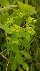 Euphorbia pterococca