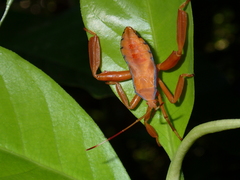 Pseudomictis distinctus