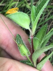 Commelina africana krebsiana