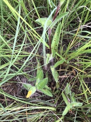 Commelina africana krebsiana