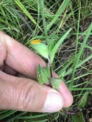 Commelina africana krebsiana