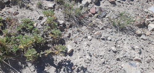 Acaena splendens (Acaena splendens)