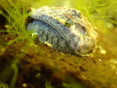 Siphonaria australis