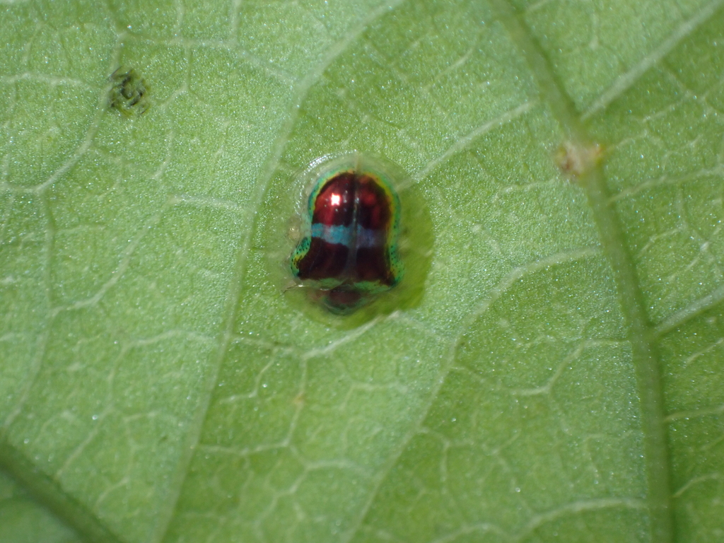 Charidotella bifasciata