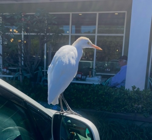 iNaturalist: (c) adigiacomo2024, some rights reserved (CC BY-NC) iNaturalist image